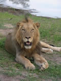 Curious Male Lion, Thornybush Game Reserve, &copy;Therese Killeen